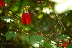 Passiflora vitifolia